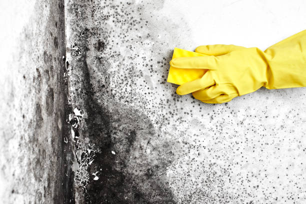 Trusted Carlisle, IA Mold Removal Experts
