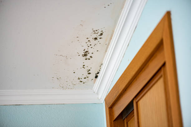 Mold Testing and Removal in Carlisle, IA