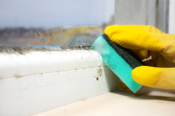 Mold Removal and Inspection in Carlisle, IA